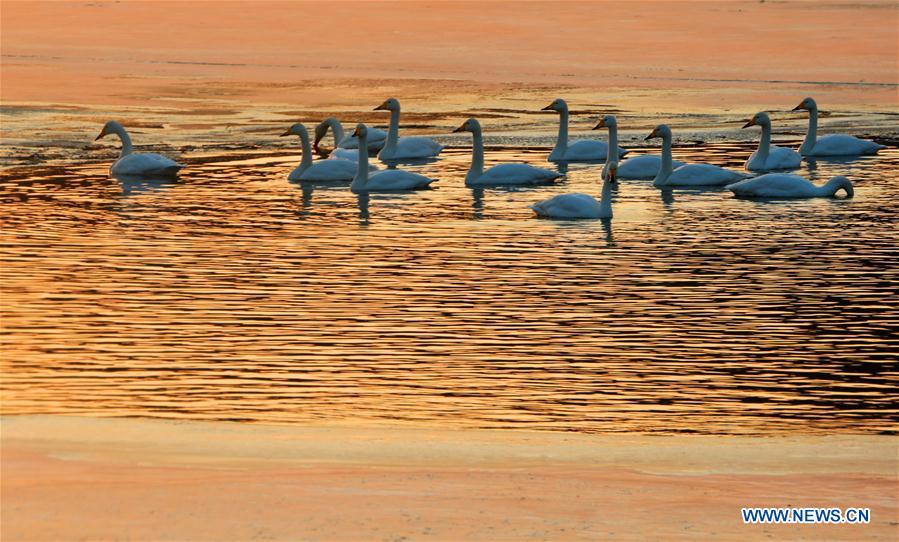 #CHINA-BEIJING-SWAN(CN)