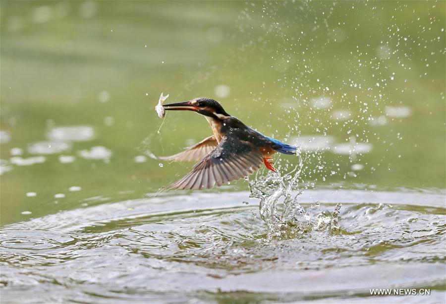 #CHINA-BEIJING-BIRD(CN)