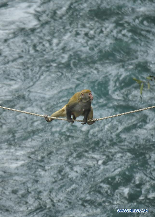 #CHINA-HUBEI-WILD MACAQUE (CN)