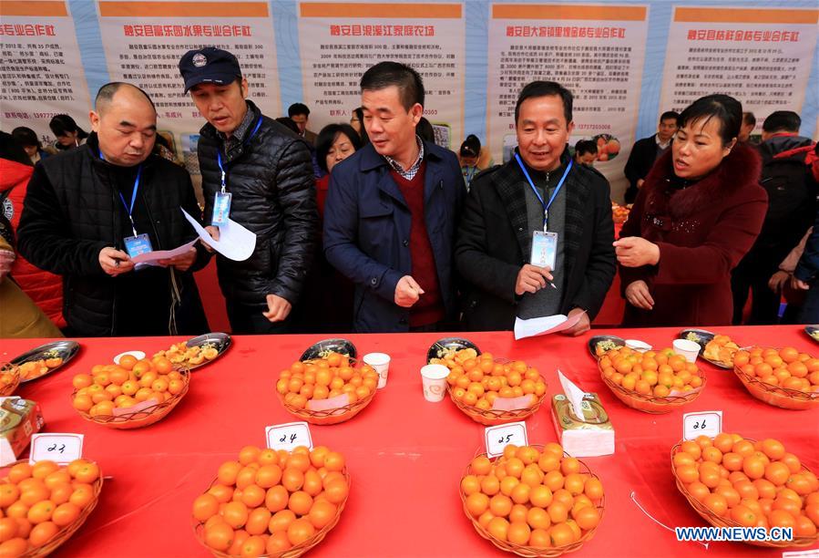 #CHINA-GUANGXI-KUMQUAT-COMPETITION (CN)