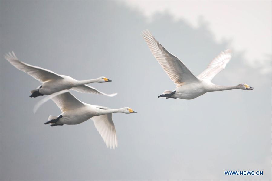 #CHINA-JIANGSU-SWANS (CN)