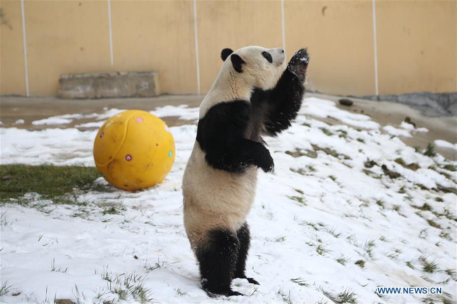 CHINA-SHAANXI-WINTER-GIANT PANDA