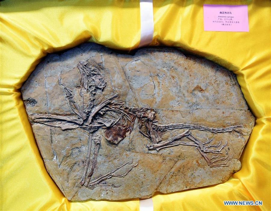 CHINA-LIAONING-SHENYANG-FOSSIL-RETURN (CN)