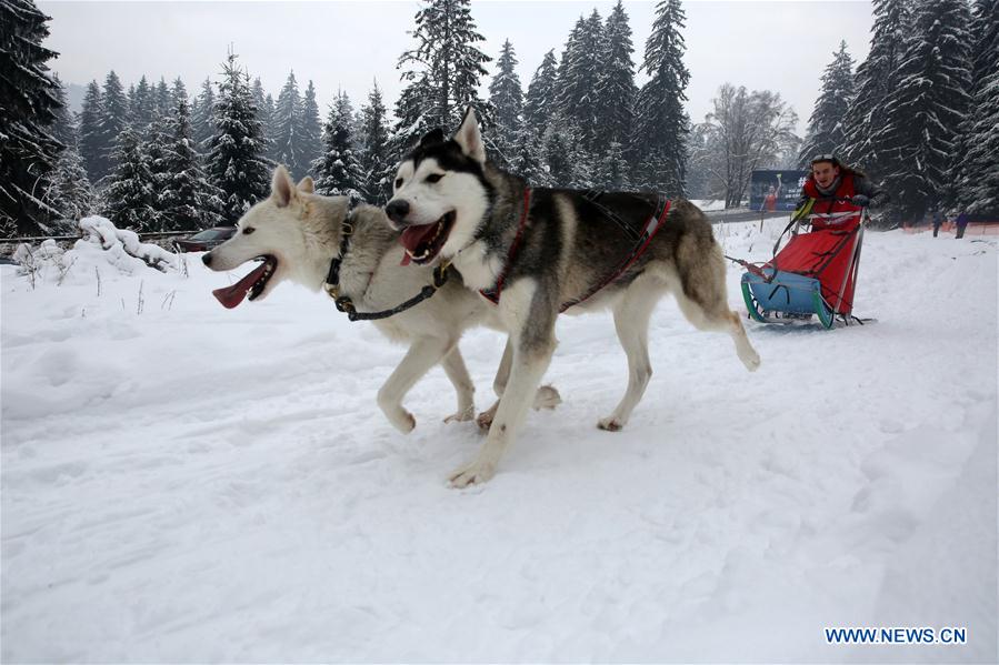 (SP)ROMANIA-BAILE TUSNAD-SLED DOG SPIRINT COMPETITION