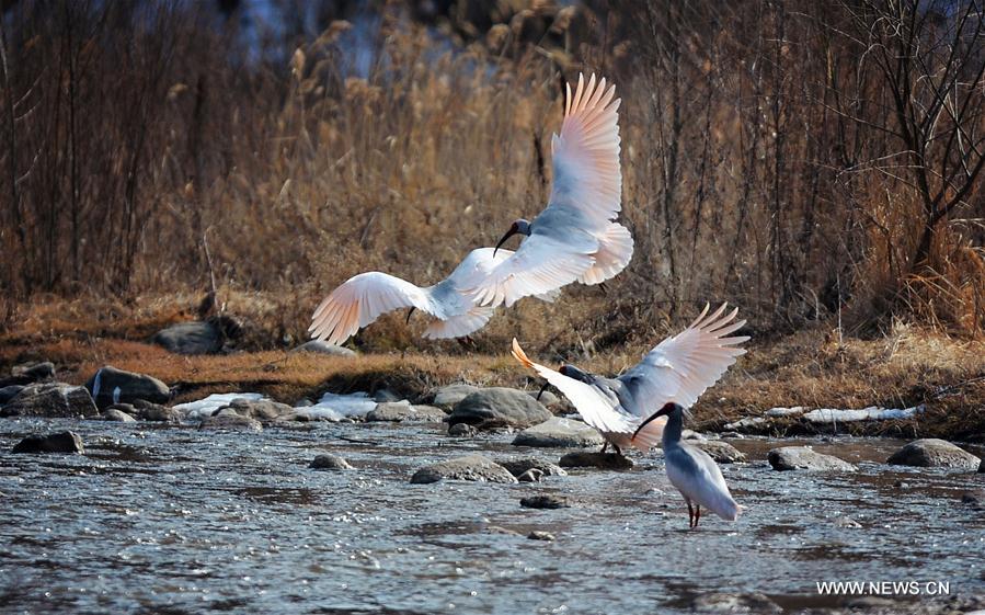 CHINA-SHAANXI-WILD CRESTED IBIS (CN)