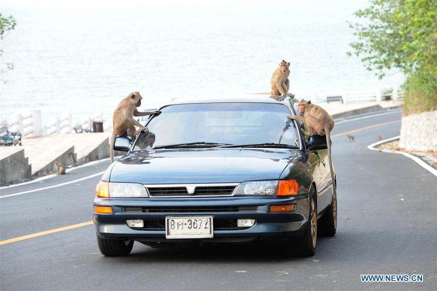 THAILAND-CHONBURI-MONKEY