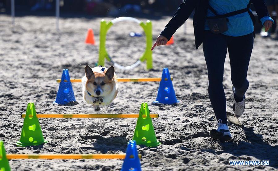 CHINA-DOG OF YEAR-APPROACHING (CN)