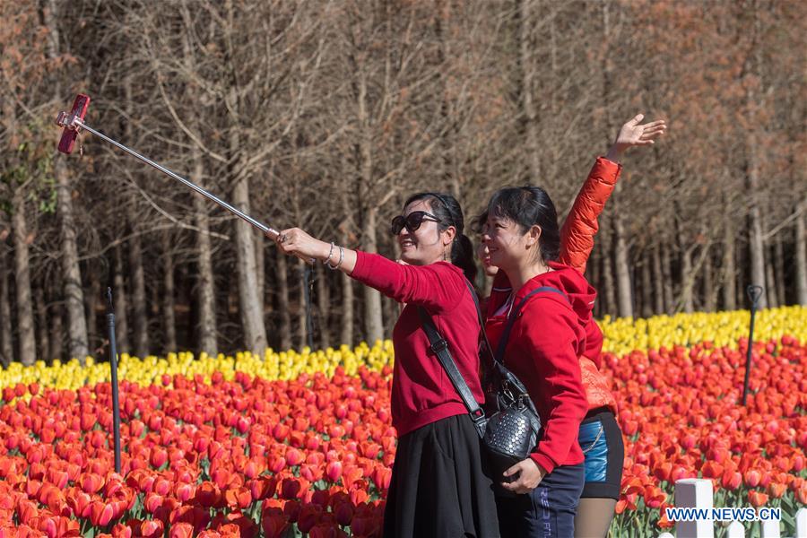 CHINA-YUNNAN-KUNMING-TULIP BLOSSOM (CN)