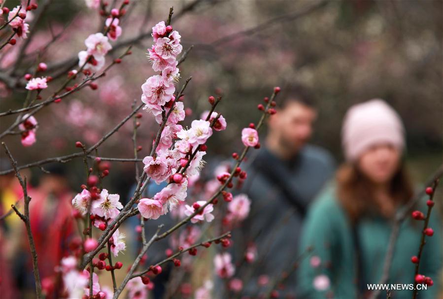 #CHINA-NANJING-MOUNTAIN-PLUM BLOSSOM