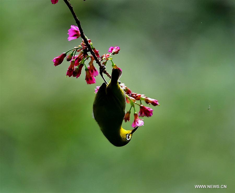 CHINA-FUJIAN-CHEERY BLOSSOM-BIRDS (CN)