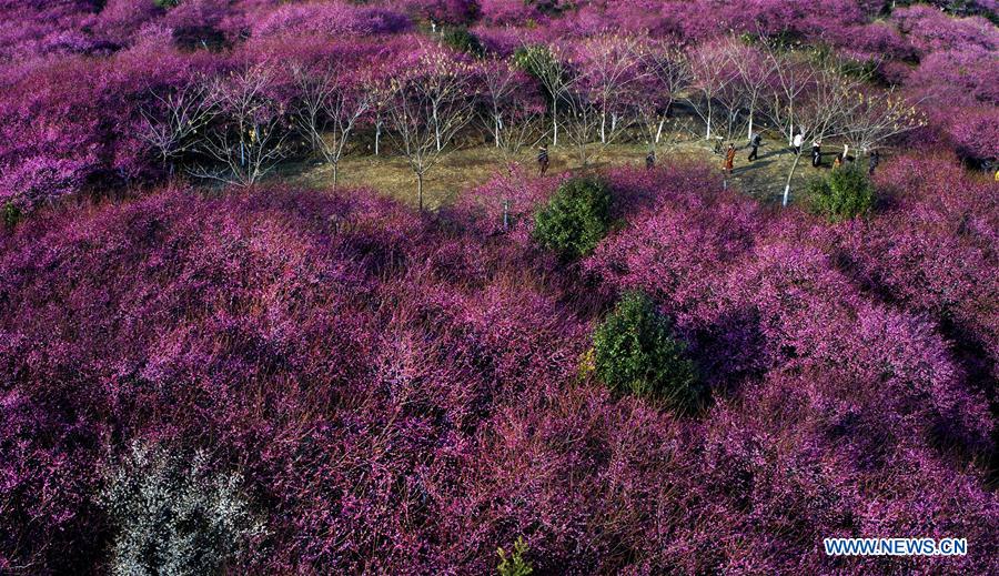 CHINA-ANHUI-RED PLUM BLOSSOM (CN)