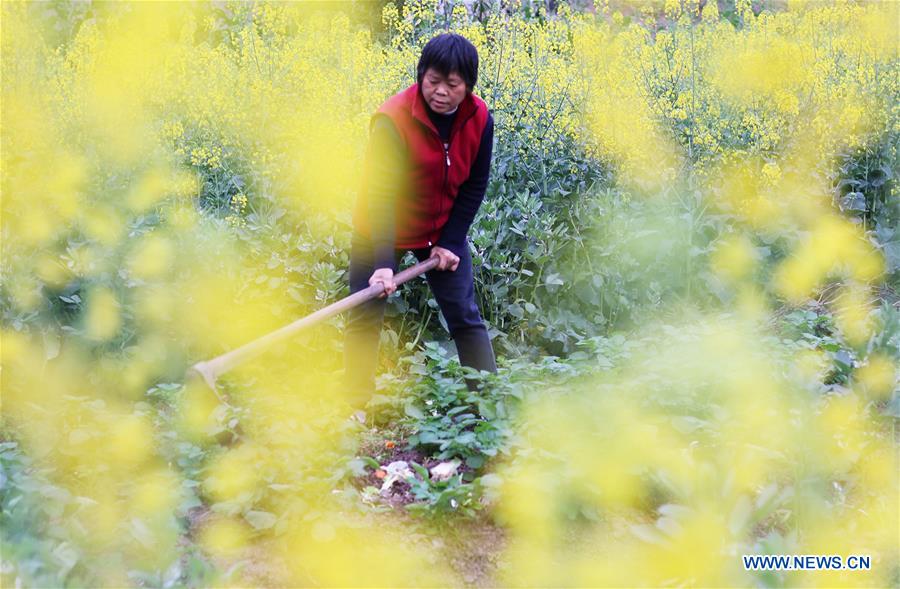 #CHINA-JINGZHE-FARM WORK (CN) 