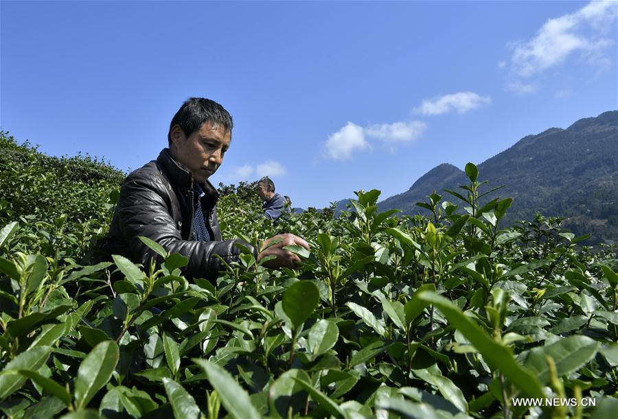 #CHINA-SPRING-TEA(CN)