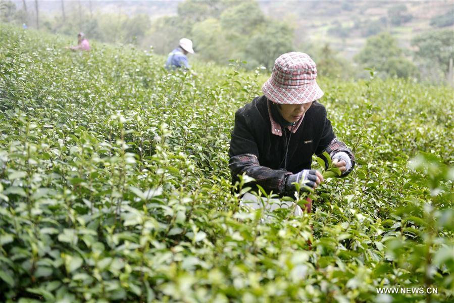 #CHINA-SPRING-TEA(CN)