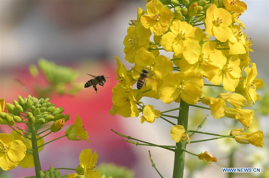 CHINA-JIANGXI-RAPE FLOWER-HONEY BEE-RESEARCH (CN)