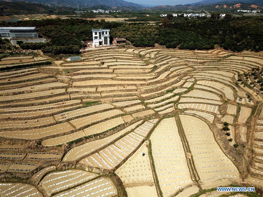 CHINA-GUANGXI-AGRICULTURE-WATERMELON-FIELD-LANDSCAPE (CN)