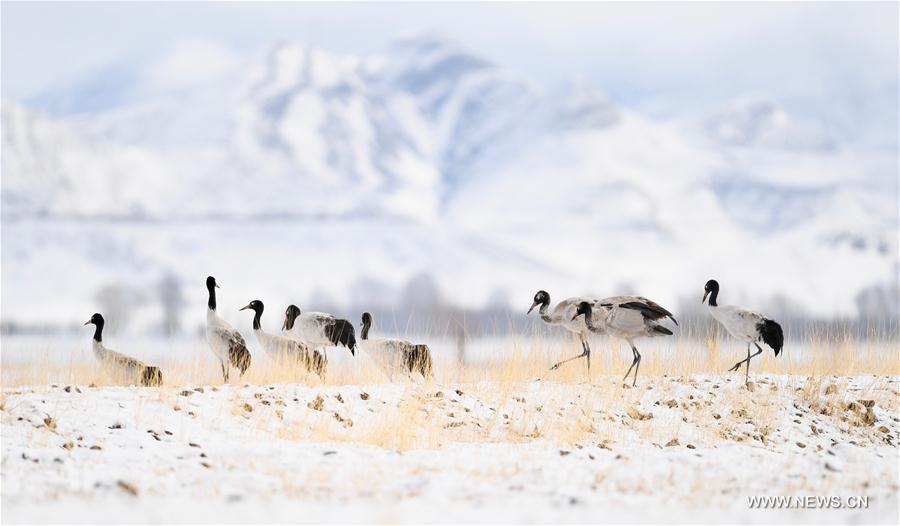 CHINA-TIBET-BLACK-NECKED CRANES (CN)