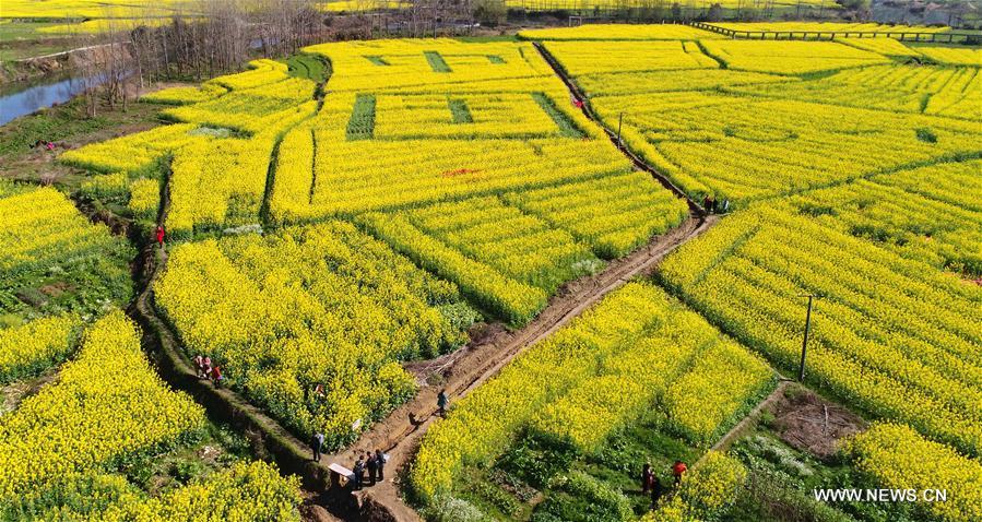 CHINA-JIANGXI-PINGXIANG-COLE FLOWERS (CN)