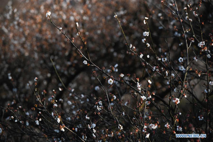 CHINA-ZHEJIANG-PLUM BLOSSOM(CN) 