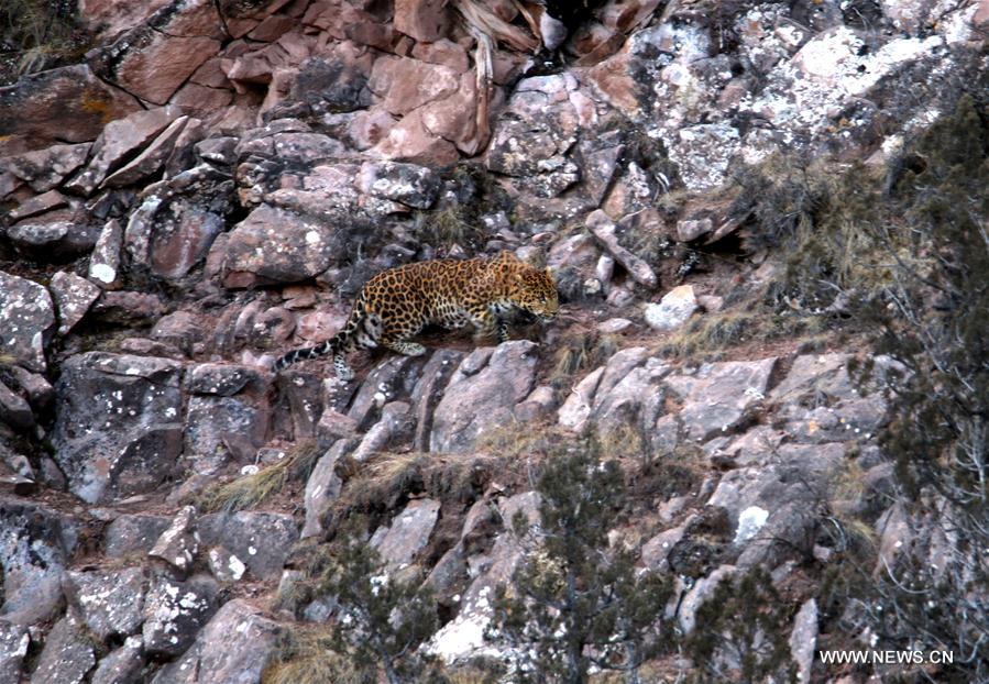 CHINA-QINGHAI-LEOPARD-PHOTOGRAPH (CN)