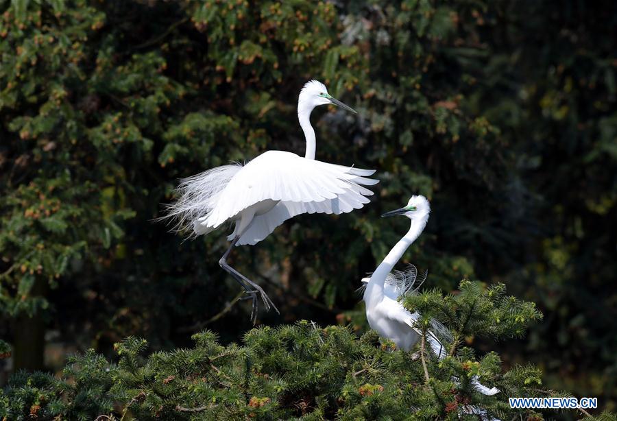 CHINA-JIANGXI-EGRETS (CN)