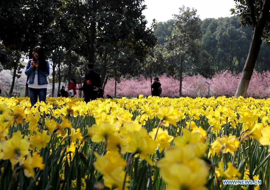 CHINA-SHANGHAI-SPRING-TOURISM (CN)