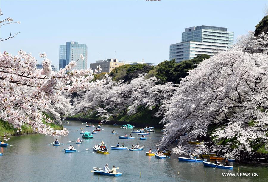 JAPAN-TOKYO-CHERRY BLOSSOMS-PETALS