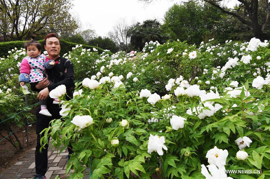 CHINA-HENAN-LUOYANG-PEONY FLOWERS-TOURISM (CN)