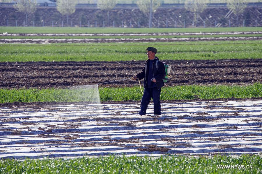 #CHINA-SPRING-FARM WORK (CN)