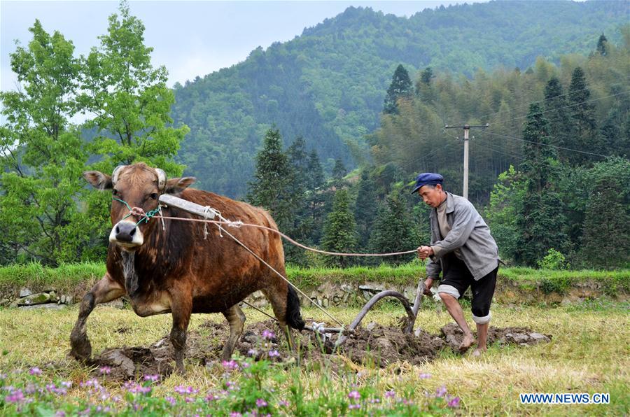 #CHINA-GUYU-FARM WORK(CN)