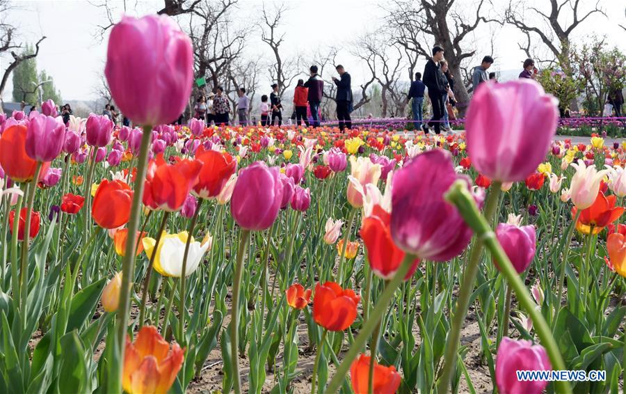 #CHINA-SPRING SCENERY-FLOWERS (CN)