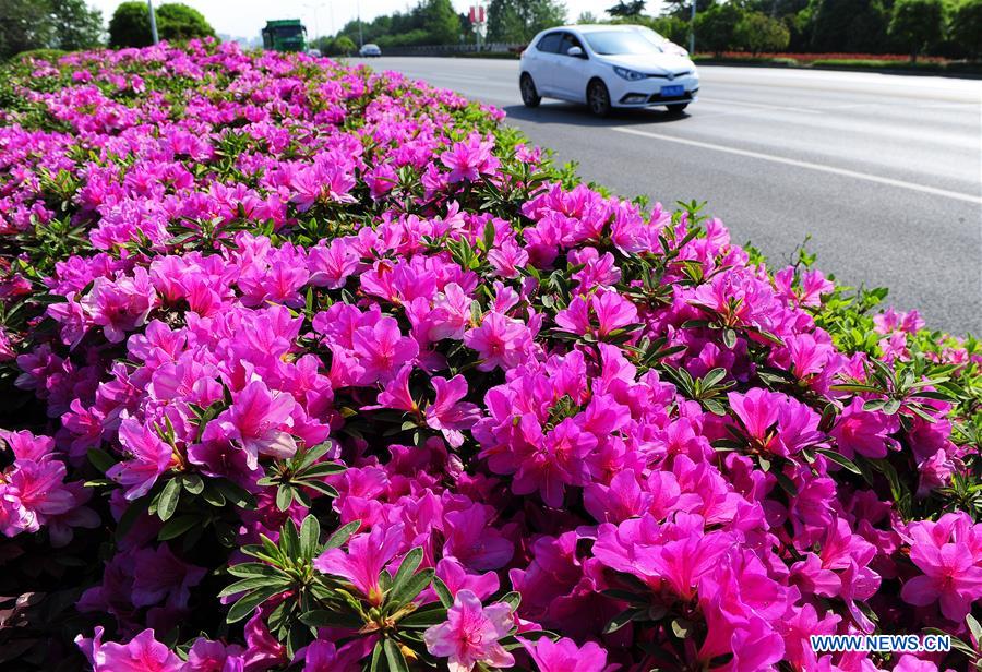 #CHINA-SPRING-FLOWERS (CN)