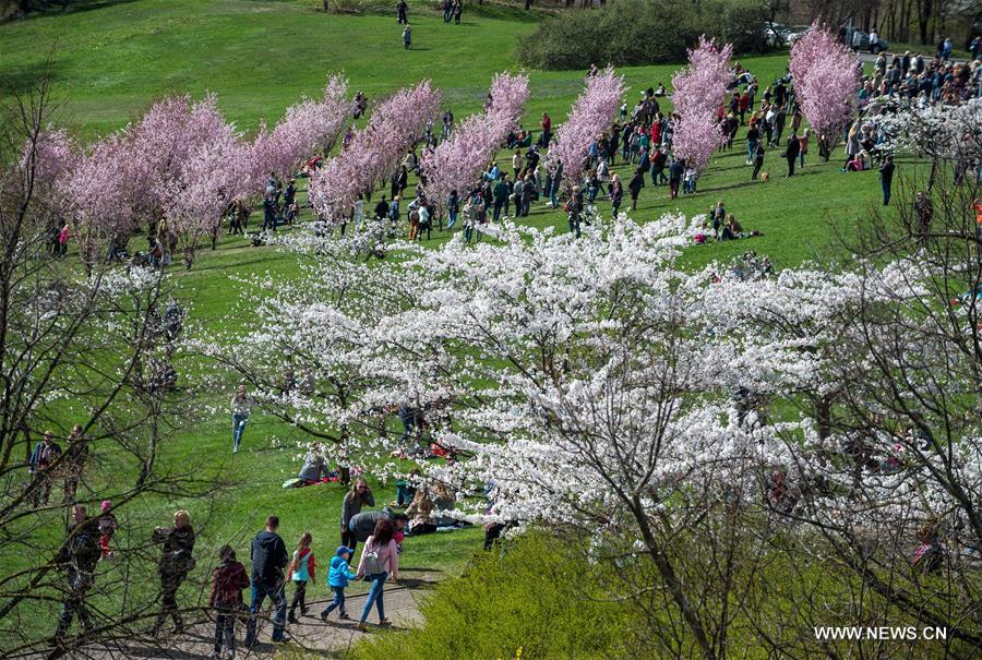 LITHUANIA-VILNIUS-CHERRY BLOSSOMS