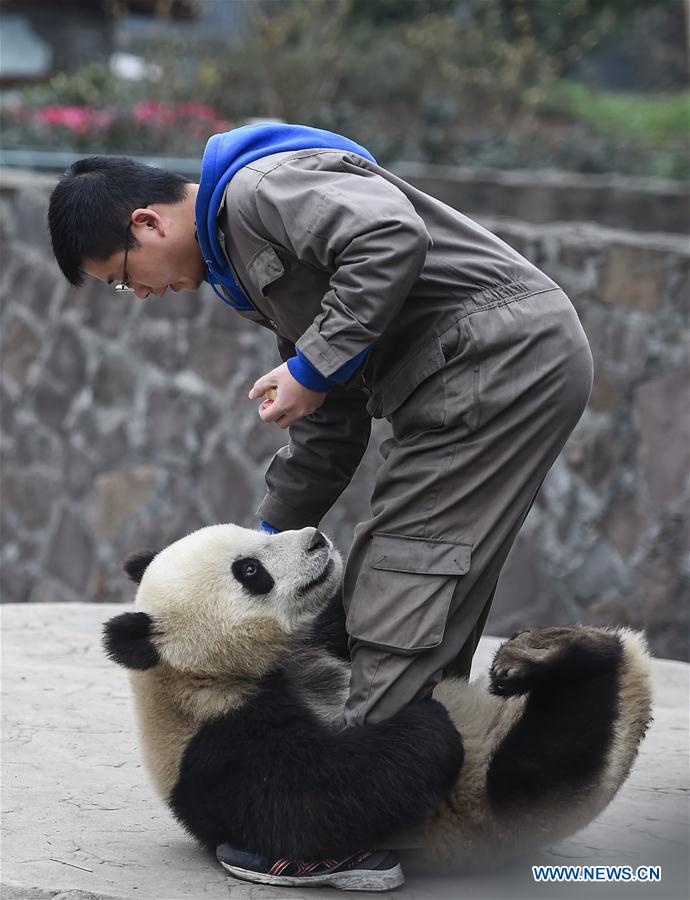 CHINA-SICHUAN-PANDA CENTER-CONSERVATION-RESTORATION (CN)