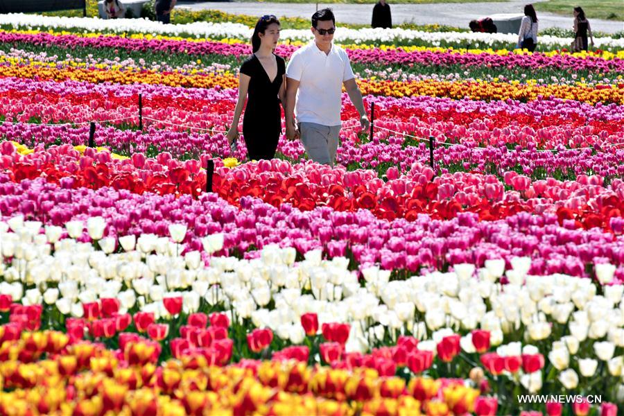 CANADA-ABBOTSFORD-BLOOM TULIP FESTIVAL