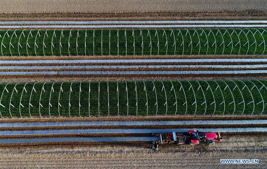 CHINA-HEBEI-LAOTING-FARM WORK (CN)