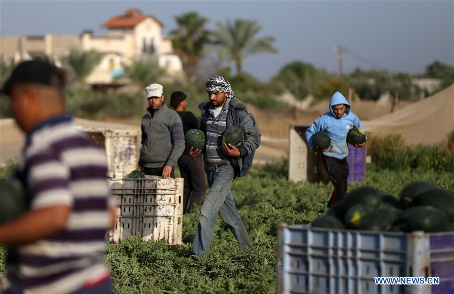 MIDEAST-GAZA-HARVEST-WATERMELON