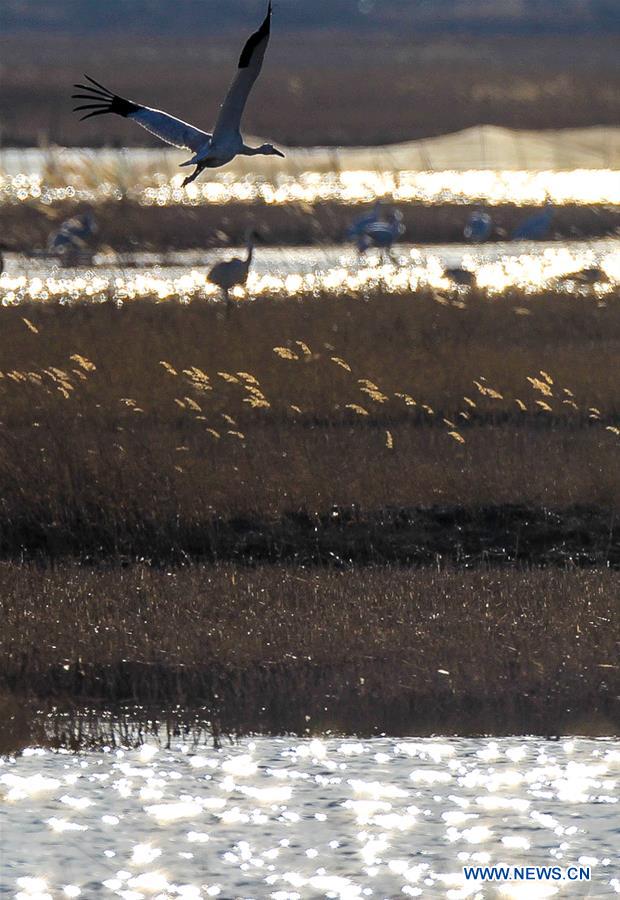 CHINA-JILIN-CRANE-MIGRATION (CN)