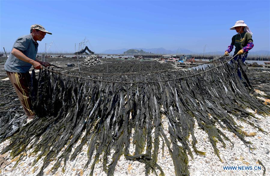 CHINA-FUJIAN-XIAPU-KELP-HARVEST (CN)