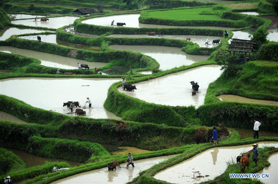 CHINA-GUIZHOU-LIPING-TRADITIONAL PLOUGH (CN)