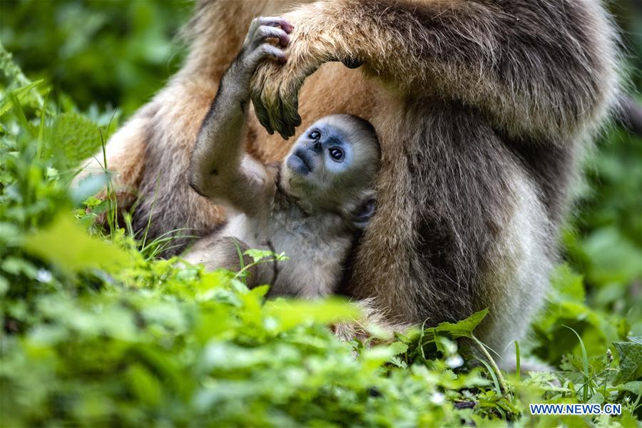 CHINA-HUBEI-SHENNONGJIA-GOLDEN MONKEY (CN)