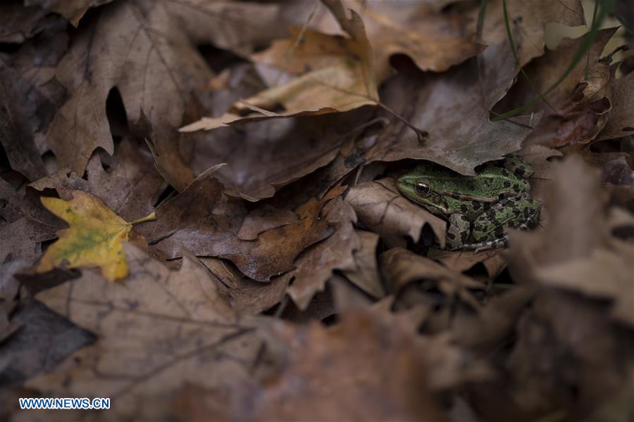 GREECE-THESSALONIKI-NATURE-BIODIVERSITY DAY