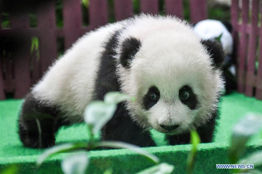 MALAYSIA-KUALA LUMPUR-CHINA-GIANT PANDA CUB-DEBUT