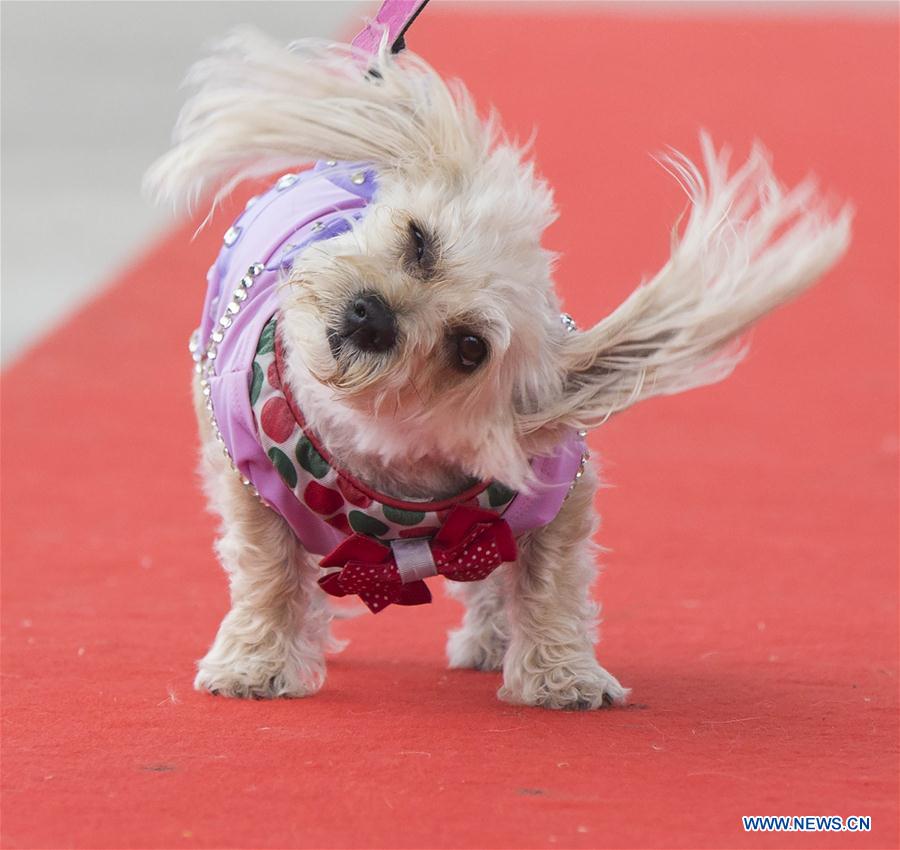 CANADA-TORONTO-DOG FASHION SHOW