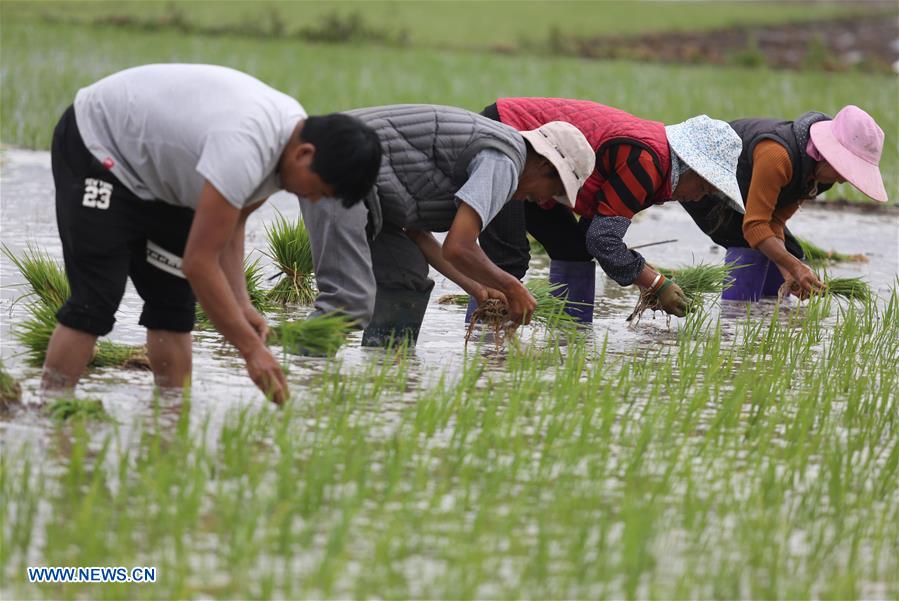 #CHINA-EARLY SUMMER-FARM WORK(CN)