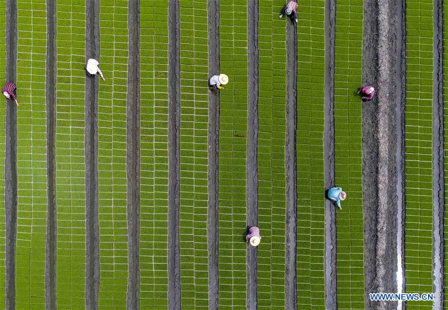 #CHINA-JIANGSU-TAIZHOU-FARM WORK (CN)