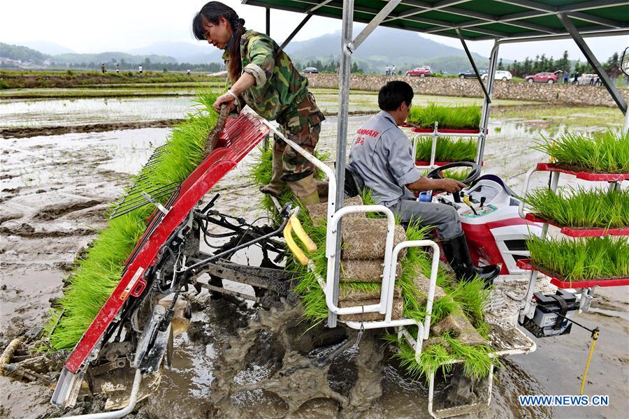 CHINA-FUJIAN-PUCHENG-AGRICULTURE-RICE (CN)