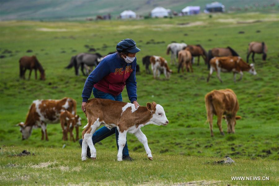 CHINA-INNER MONGOLIA-LIVESTOCK TRANSFER-SUMMER PASTURE (CN)