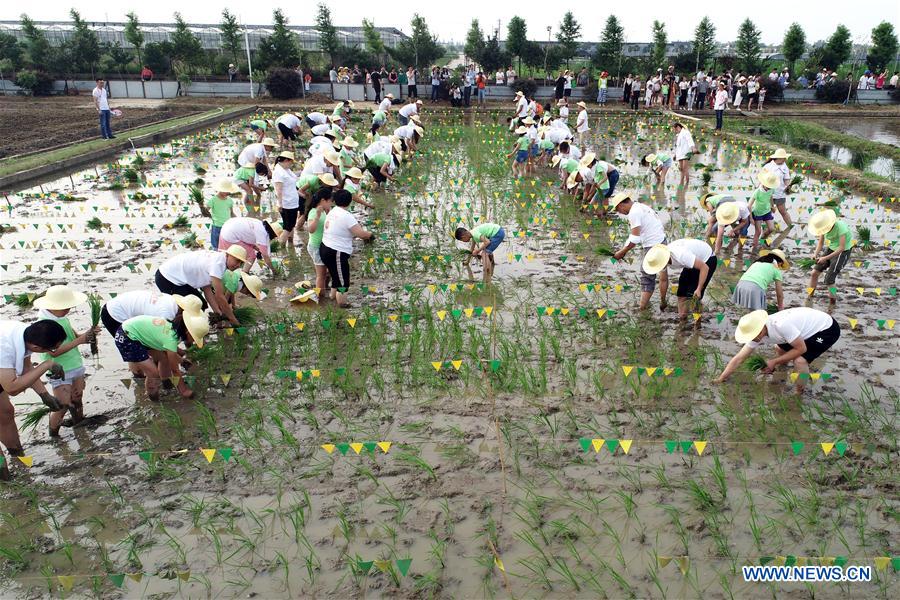 #CHINA-JIANGSU-RICE SEEDLING TRANSPLANTING (CN)