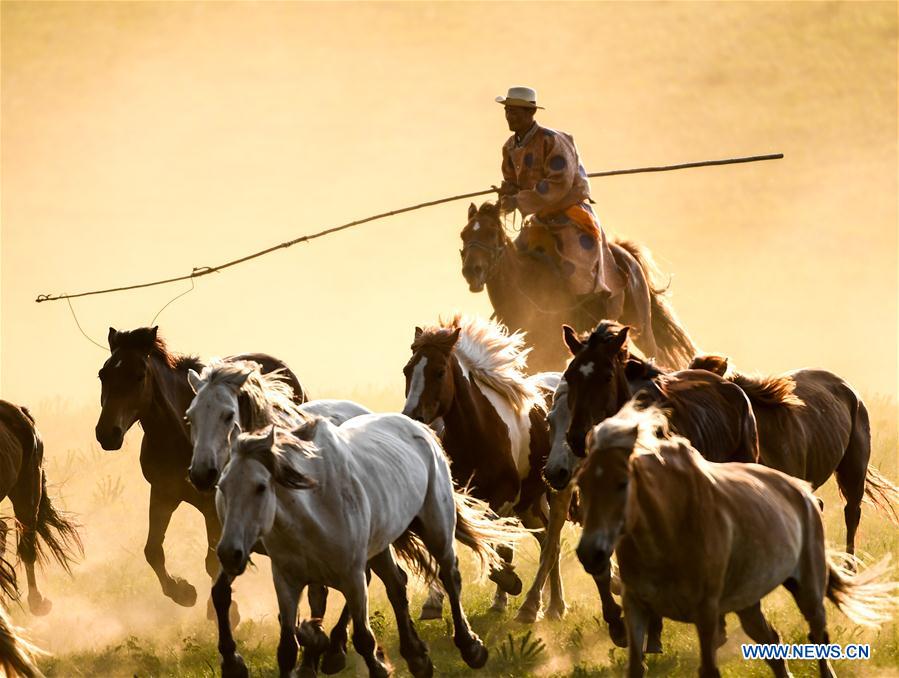 CHINA-INNER MONGOLIA-GRASSLAND-HORSES (CN)